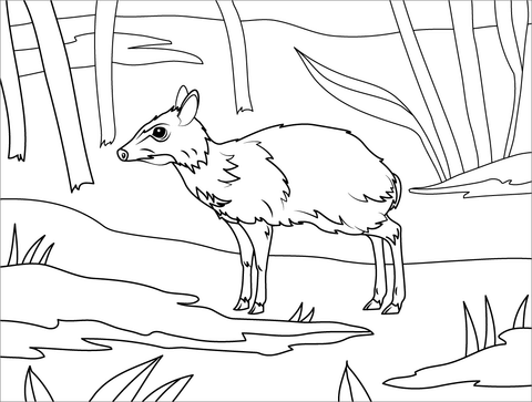 Philippine Mouse Deer Coloring Page